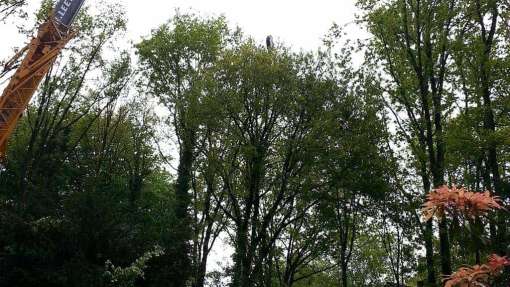 Mastenbroek bomen rooien